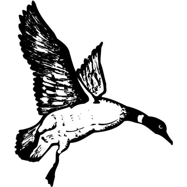 BIRD082 Thumbnail