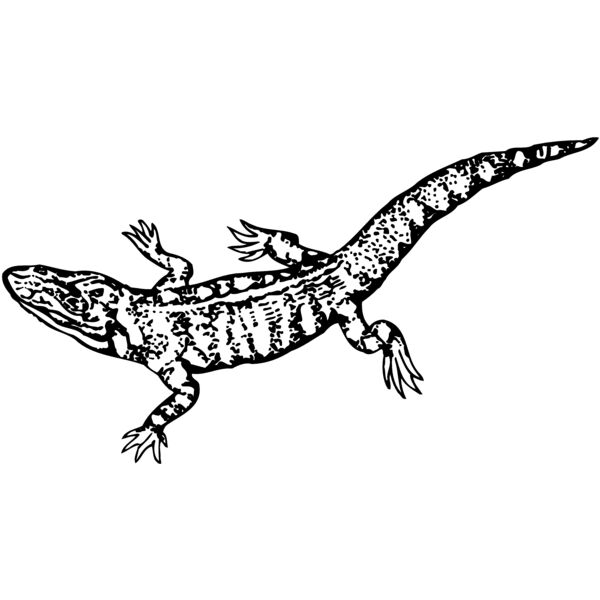 LIZARD02 Thumbnail